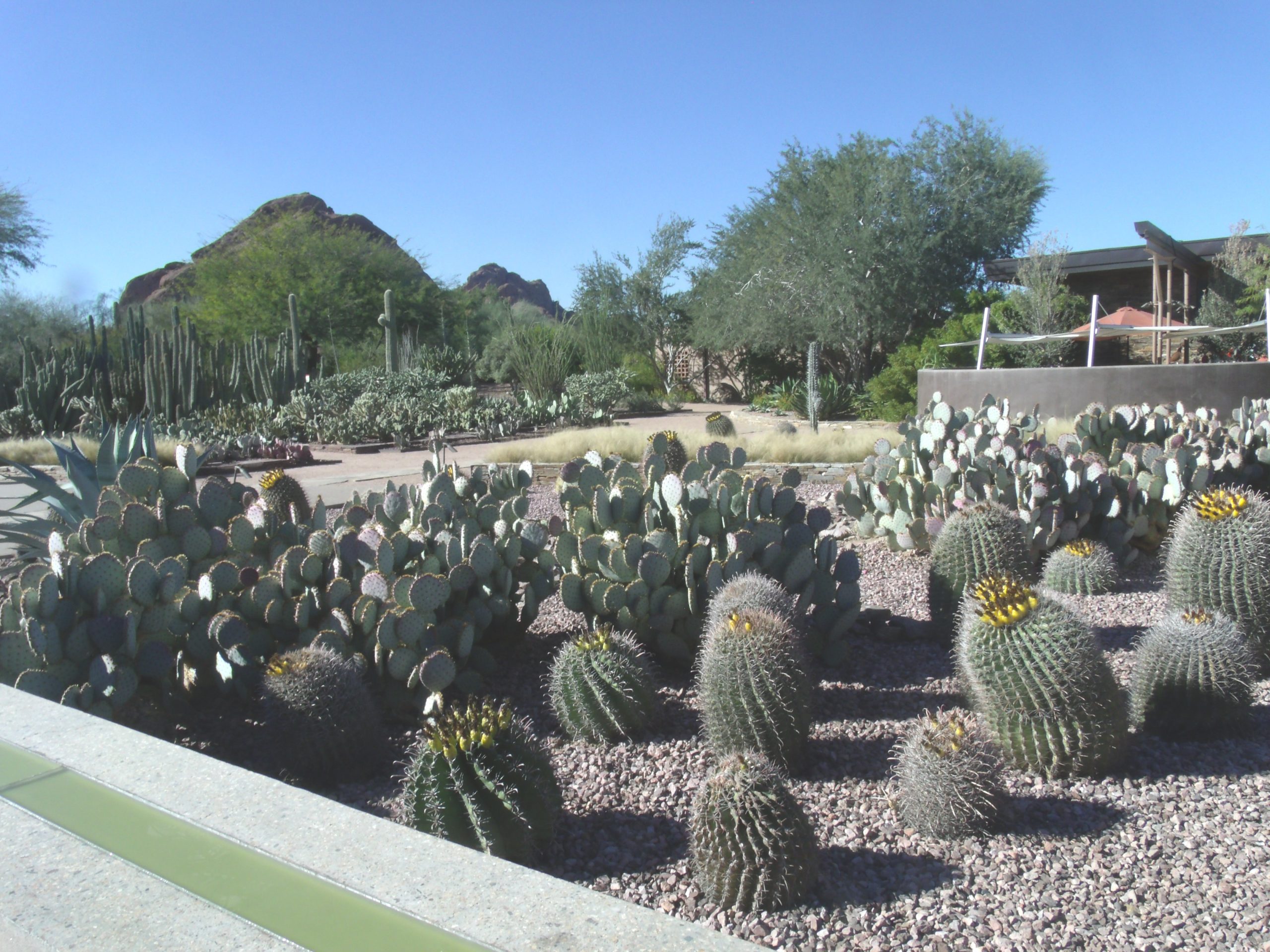 Phoenix-Desert_Botanical_Garden-Cactus